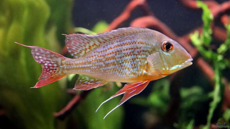 geophagus altifrons von Justin Xiang (3)