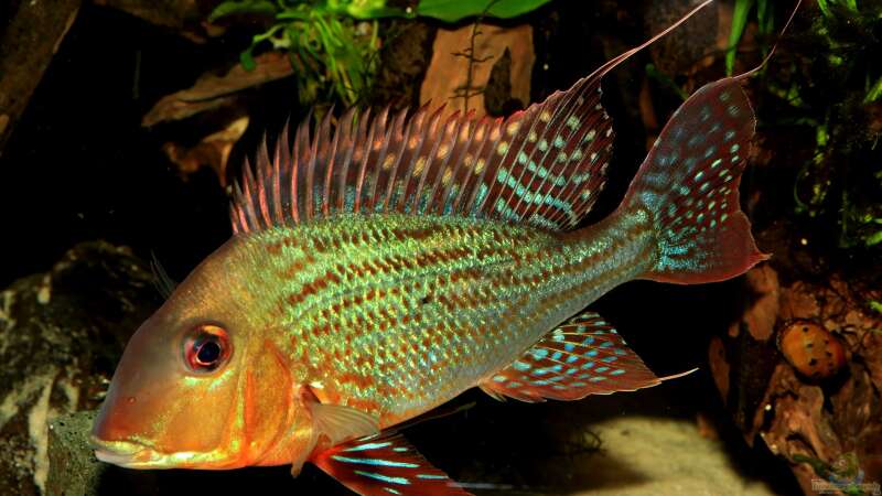 geophagus altifrons von Justin Xiang (6)