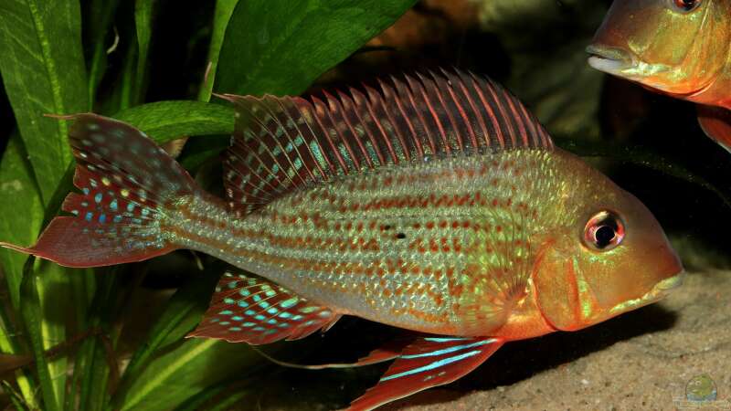 geophagus altifrons von Justin Xiang (7)