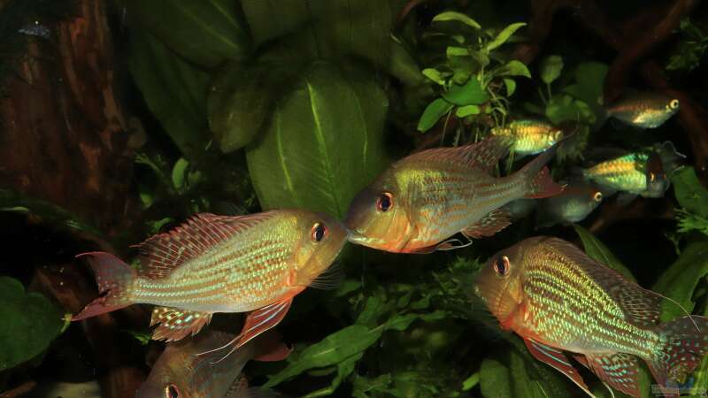 geophagus altifrons von Justin Xiang (8)