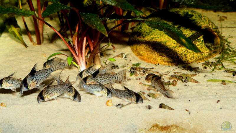 Corydoras kanei im Aquarium halten (Einrichtungsbeispiele für den Rio-Negro-Panzerwels)