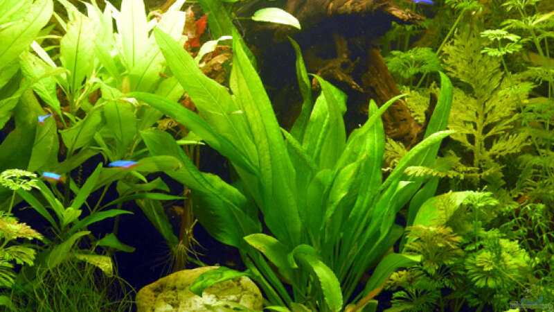 Pflanzen im Aquarium Becken 3909 von Fossybear (12)