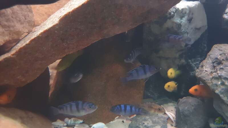 Besatz im Aquarium Malawi Tank von EliJac (23)