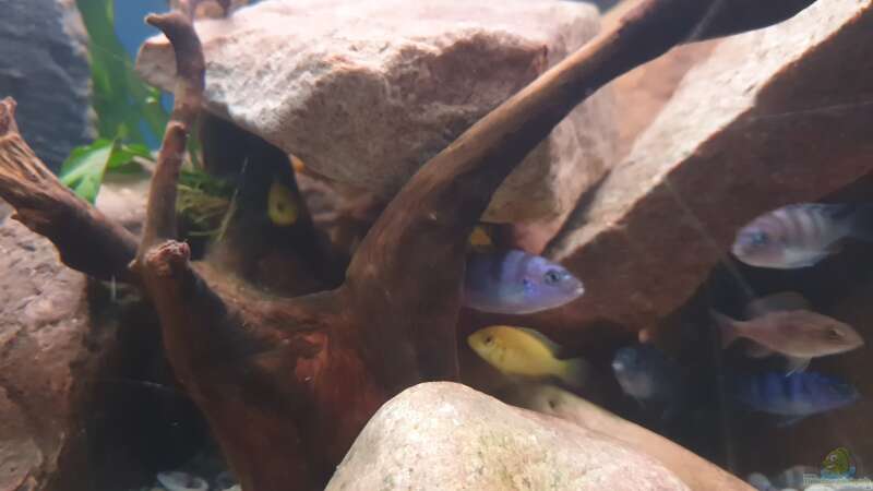 Besatz im Aquarium Malawi Tank von EliJac (24)