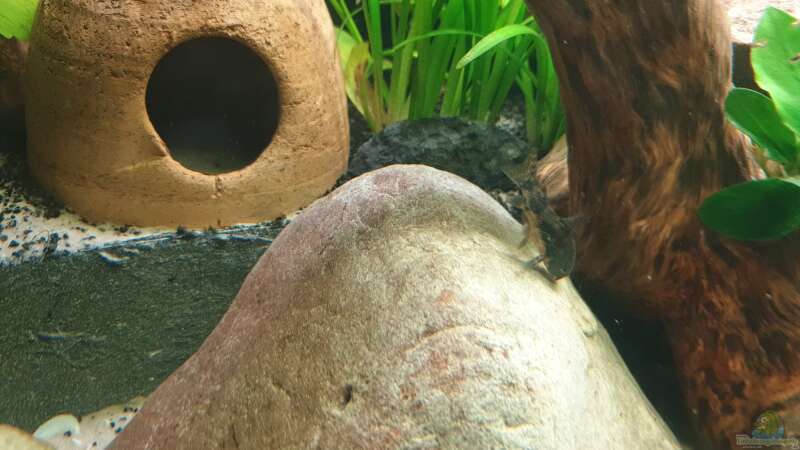 Dekoration im Aquarium EliJac&#039;s Amazonas Tank von EliJac (5)