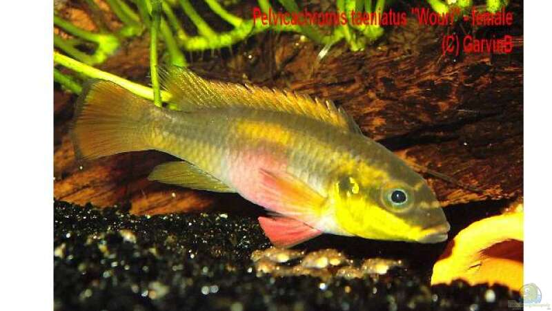 Pelvicachromis taeniatus ´Wouri´ - Weibchen von Garvin Borschewski (3)