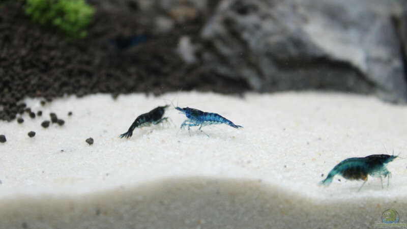 Schöner Kontrast auf dem hellen Sand! (Vorne rechts ein tragendes Weibchen :-) ) von X-Rayminator (34)