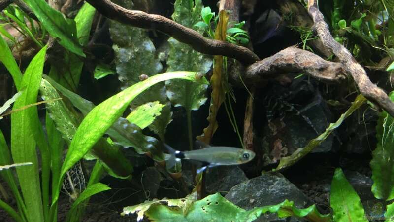 Aphyocharax paraguayensis im Aquarium halten (Einrichtungsbeispiele für Augenflecksalmler)