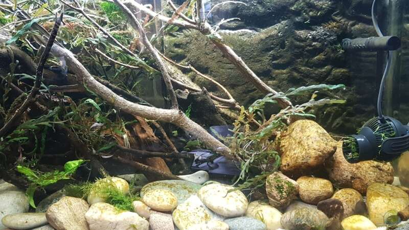 Aquarium Flowing Asian River von Leon (6)