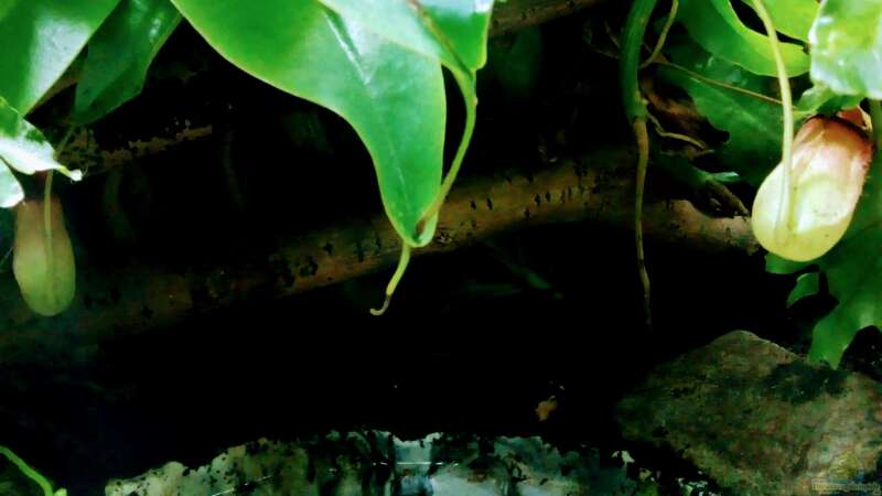 Kannenpflanzen im Terrarium pflegen (Terrariumbeispiele mit Nepenthes-Arten)  - Kannenpflanzeaquarium
