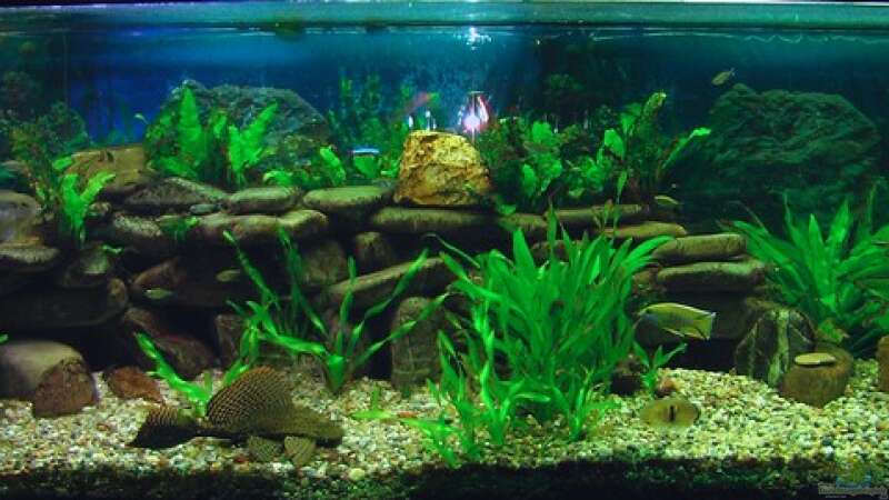 Aquarium Becken 4018 von jeaw70 (12)