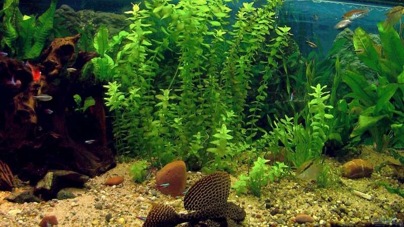 Aquarium Becken 4018 von jeaw70 (8)