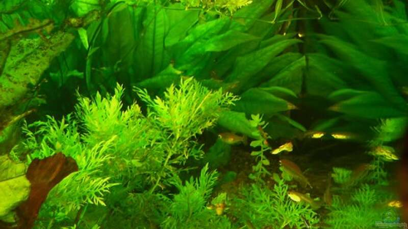 Pflanzen im Aquarium Becken 4018 von jeaw70 (13)