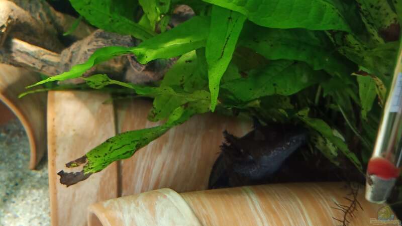 Axolotl sein Name ist  Oreo männlich Farbe Wildling 9 er. Insgesamt  von Tanja Tilsner (4)