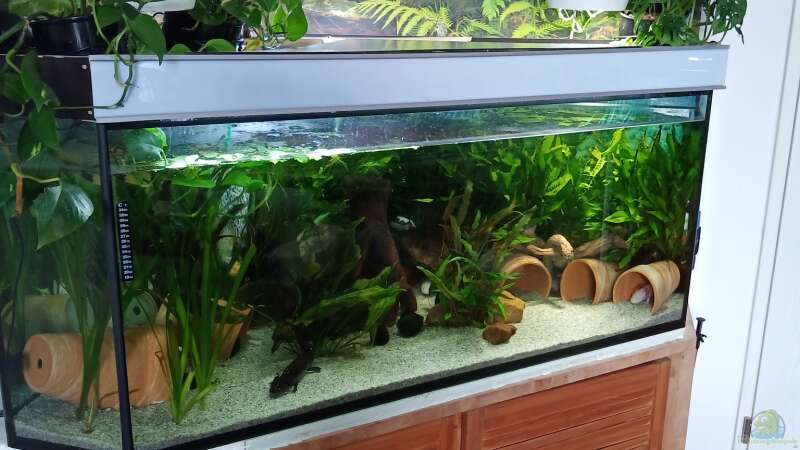 Komplett Ansicht Axolotl Aquarium  von Tanja Tilsner (1)