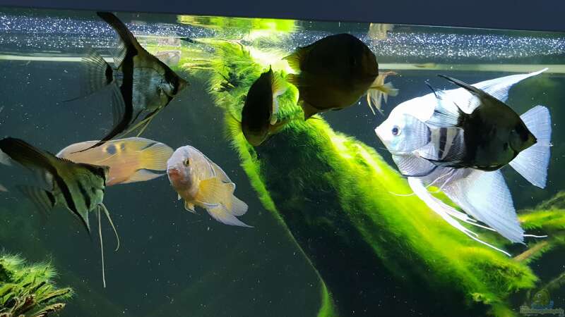 Besatz im Aquarium little Amazonas von Mel (39)