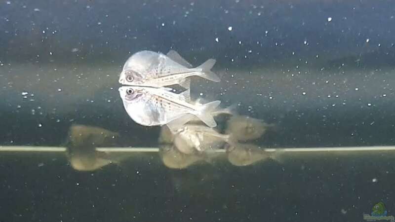 Gasteropelecus levis im Aquarium halten (Einrichtungsbeispiele für Silberbeilbauchfisch)
