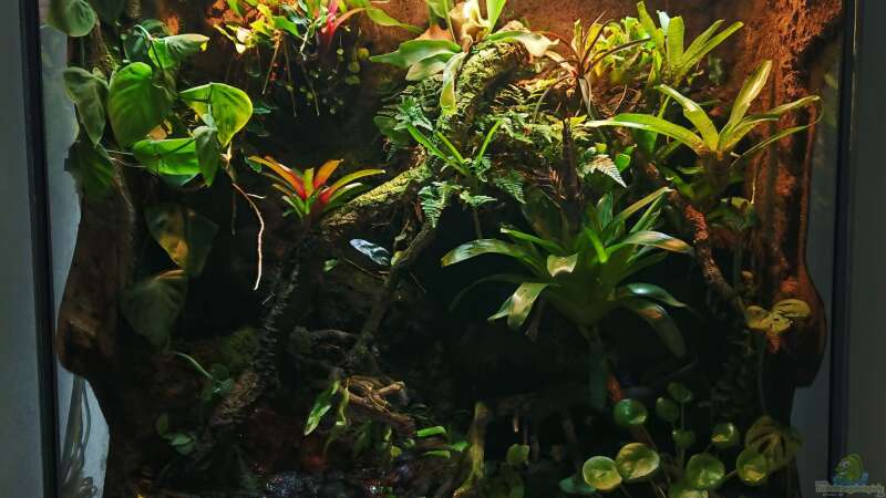 Ein Regenwaldterrarium einrichten (Einrichtungsbeispiele für Regenwaldterrarien)  - Regenwaldterrariumaquarium