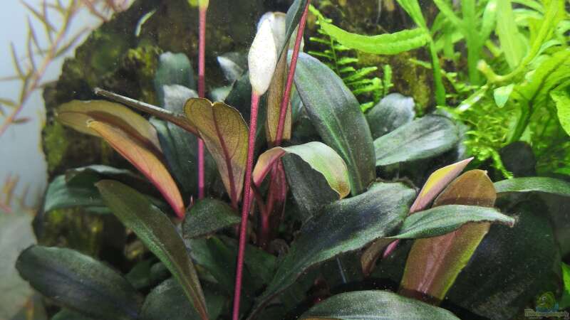 Bucephalandra Serimbu  von Aquaritch (21)