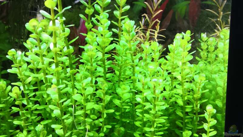 Rotala Green Bonsai, sehr schönes Grün, schnell wachsend und braucht viel Licht von Aquaritch (25)