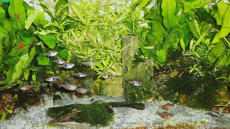 Aquarium Hauptansicht von mein kleines Asien Becken von odin 68 (1)