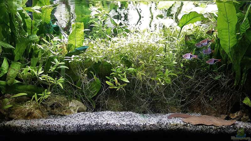 Aquarium mein kleines Asien Becken von odin 68 (43)
