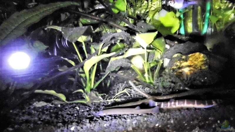 Besatz im Aquarium mein kleines Asien Becken von odin 68 (100)