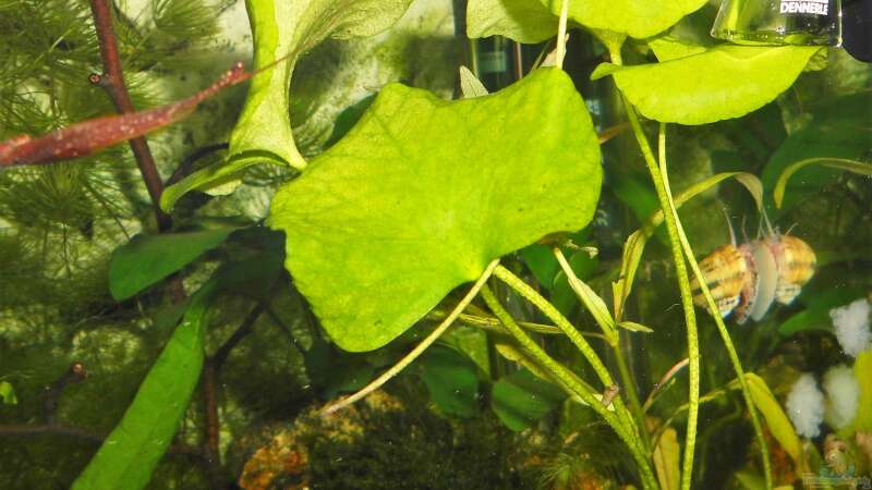 Pflanzen im Aquarium mein kleines Asien Becken von odin 68 (84)