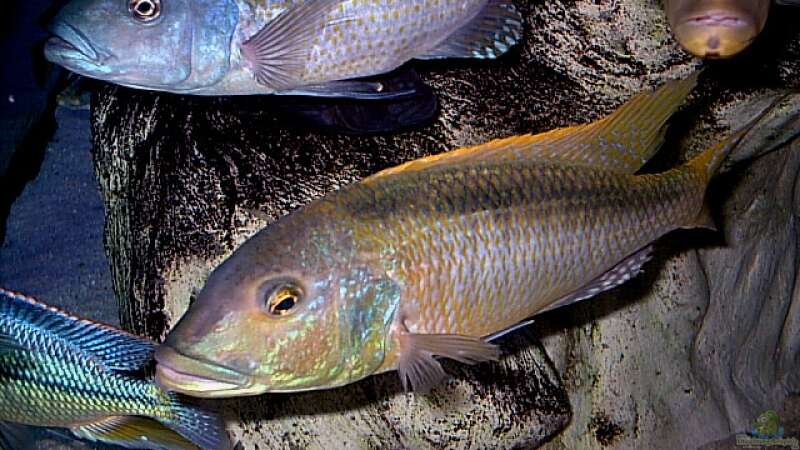 Buccochromis rhoadhesii von Wolfgang Schlader (25)