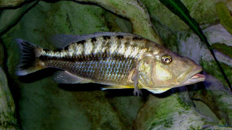 Tyrannochromis maculiceps WF (Weib) von Wolfgang Schlader (13)