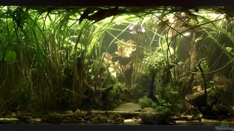 Aquarium Schlaftraum von NaMo (9)
