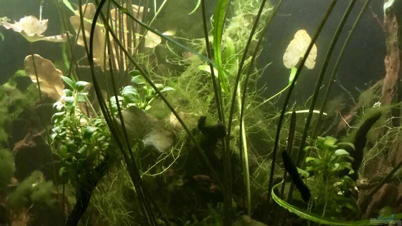Pflanzen im Aquarium Schlaftraum von NaMo (11)