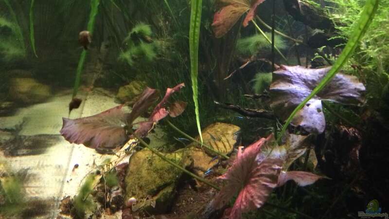 Pflanzen im Aquarium Schlaftraum von NaMo (12)