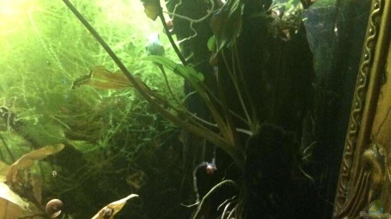 Pflanzen im Aquarium Schlaftraum von NaMo (15)