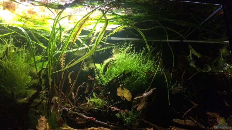 Pflanzen im Aquarium Schlaftraum von NaMo (16)