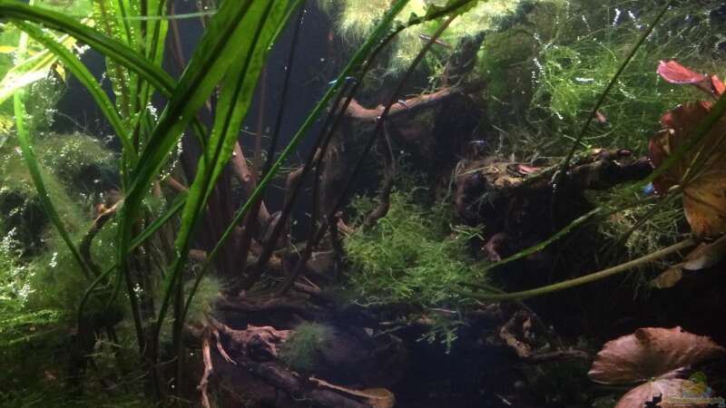 Pflanzen im Aquarium Schlaftraum von NaMo (17)