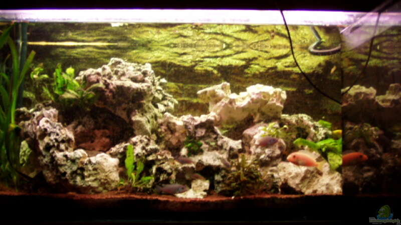 Aquarium Hauptansicht von Becken 4071