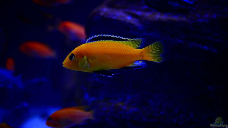 labidochromis caeruleus yellow von Babs (7)
