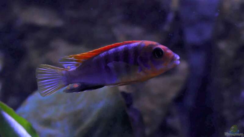 Labidochromis hongi super red von Babs (9)