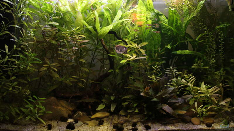 Aquarium Sumatra Swamp von Woudbes (2)