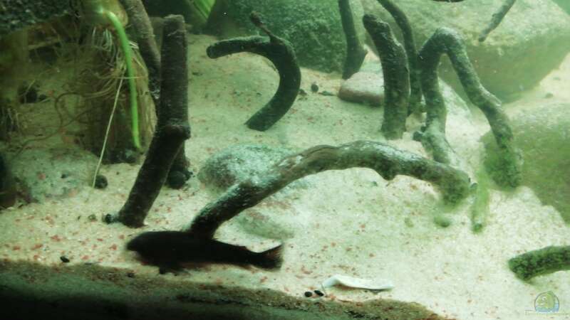 Aquarium Flussmündung - nur noch Beispiel von - Stephen - (9)