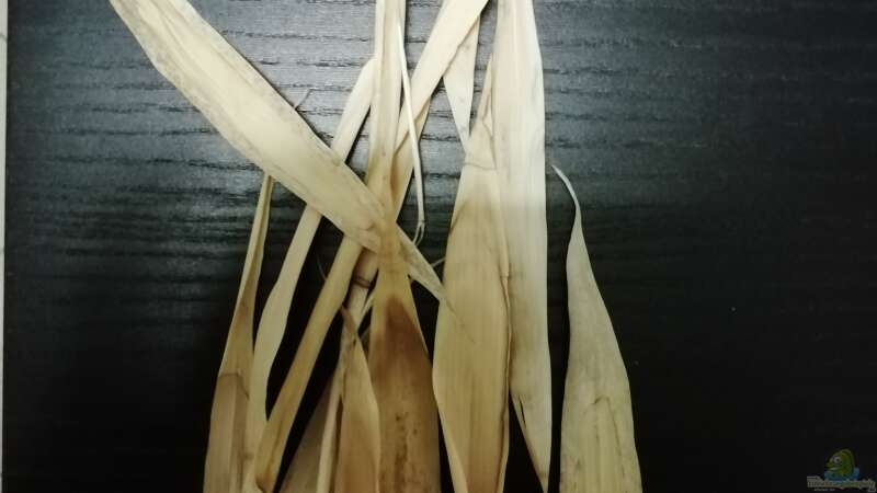 Bambusblätter von - Stephen - (19)