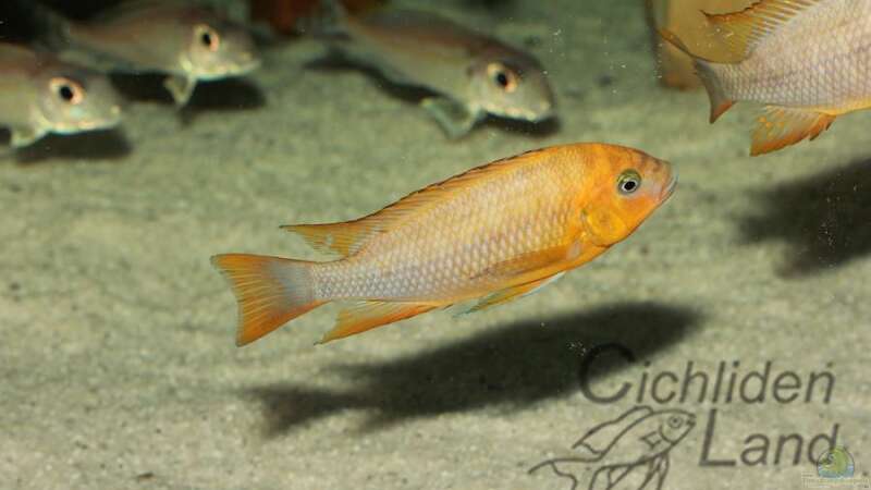 Petrochromis sp. red bulu ponit (F1) von Cichlidenland (15)