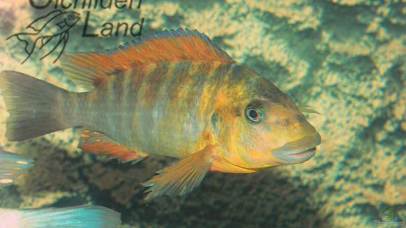 Petrochromis sp. red rainbow im Aquarium (Einrichtungsbeispiele für Petrochromis sp. red rainbow)
