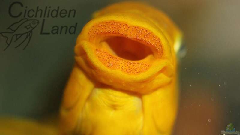 Petrochromis yellow moshi WF von Cichlidenland (13)