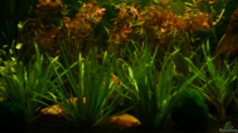 Einrichtungsbeispiele für Aquarien mit Prachtbarben (Pethia conchonius)  - Prachtbarbeaquarium