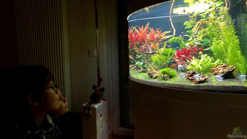 Aquarium statt TV von Sergio Bandeiras (3)