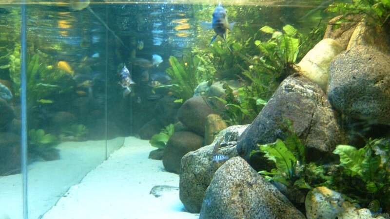 Aquarium Becken 412 von Helgo Jacob (3)