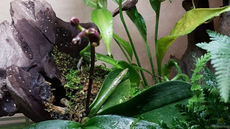 Orchideen von Smo (5)