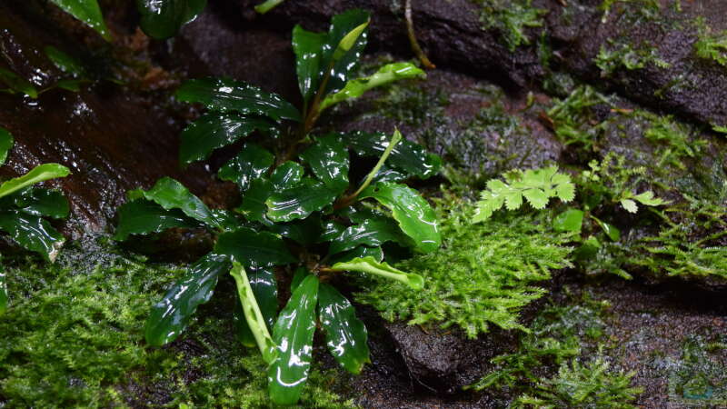Bucephalandra spec. Wavy Green Leaf von Junglist (42)